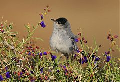 Black-tailed Gnatcatcher